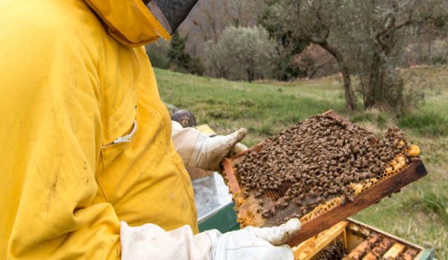 apicoltura-bagno-a-ripoli-firenze-api-toscana-ambiente