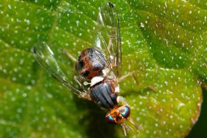 mosca-olive-Bactrocera-oleae-Chianti-Toscana-ambiente