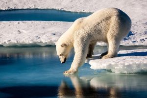 orso-antatide-siena-toscana-ambiente