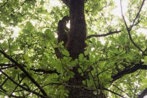 quercia_toscana ambiente