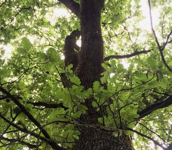 quercia_toscana ambiente