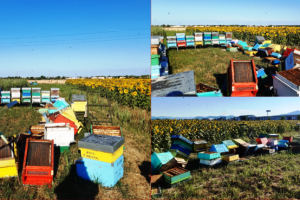 Foto Arpat (Associazione regionale produttori apistici toscani)