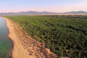 Pineta del tombolo Toscana-ambiente