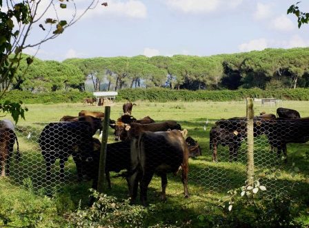 Mucco pisano nella tenuta di San Rossore