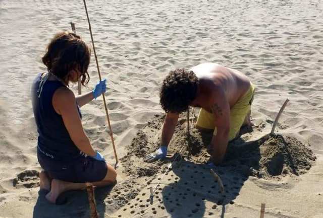 Operatori di tartAmare controllano un nido (foto tartAmare)