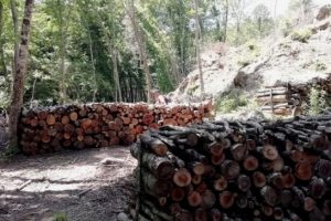 Taglio-alberi_Toscana-ambiente