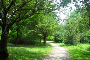 alberi-verde-urbano-toscana-ambiente