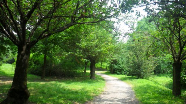 alberi-verde-urbano-toscana-ambiente