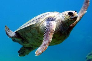 caretta-caretta-livorno-nanuk-toscana-ambiente