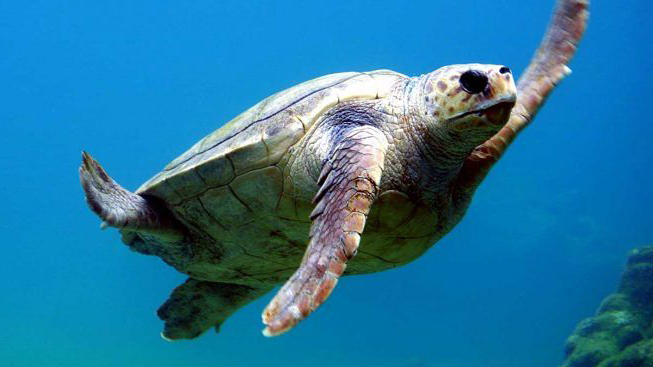 caretta-caretta-livorno-nanuk-toscana-ambiente