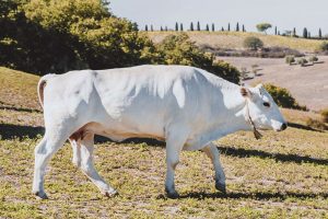 chianina-toscana-ambiente