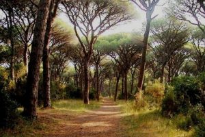 Pinete maremmane Toscana-ambiente