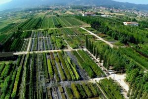 Vivai Pistoia Toscana-ambiente