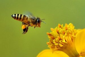 Api-feromoni-toscana-ambiente