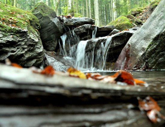 Foto Parco nazionale delle foreste casentinesi