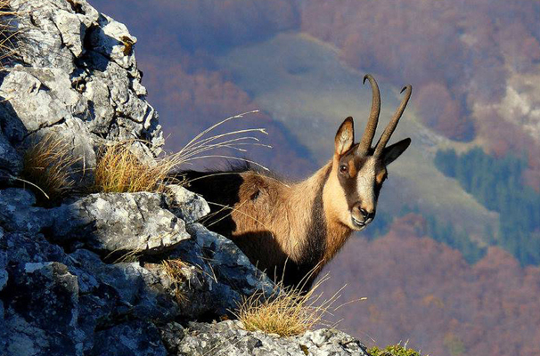 camoscio-appenninico-università-siena-toscana-ambiente