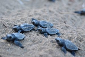 tartarughe-marine-caretta-caretta-toscana-ambiente