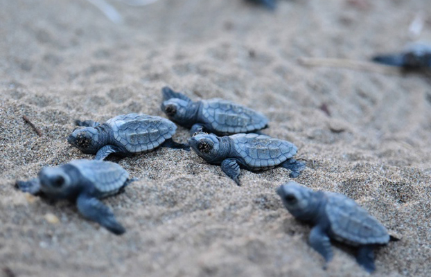 tartarughe-marine-caretta-caretta-toscana-ambiente