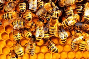 Carmignano-giornata-conoscere-api