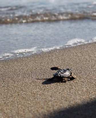 La tartarughina liberata (foto Carlotta Romagnoli)