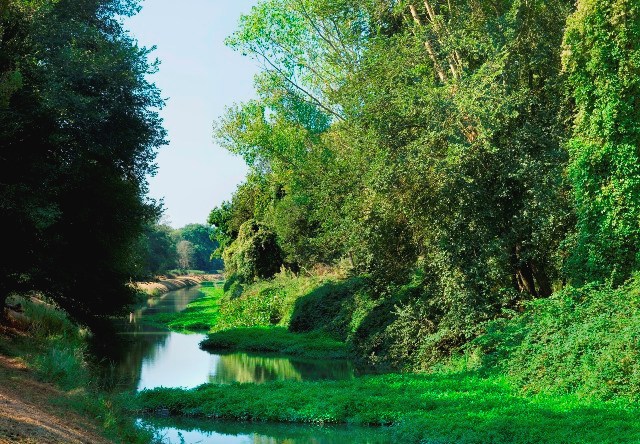 Foto di Mario Ciampi da www.parcosanrossore.org