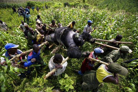 Brent Stirton, Siena Awards, Sovicille, Toscana, ambiente.