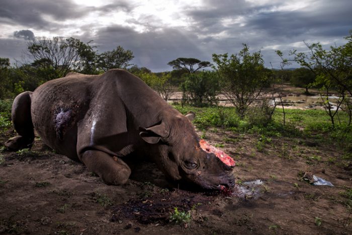 Brent Stirton, Siena Awards, Sovicille, Toscana, ambiente.