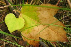 Foglia-cuore-autunno