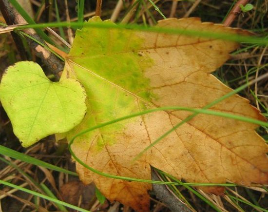 Foglia-cuore-autunno