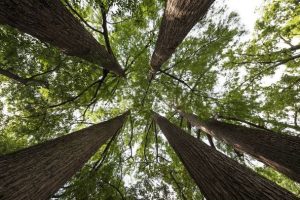 alberi-ciclo-conferenze-Montespertoli