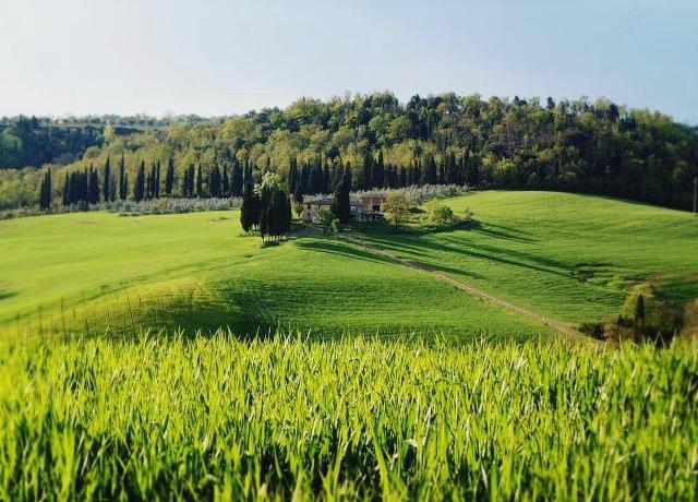 campi di grano-Toscana