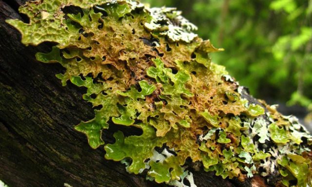 Lobaria pulmonaria, lichene, San Rossore, Pisa, ecosistema, Toscana ambiente.