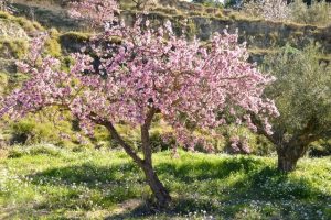 mandorlo-fiorito-biodiversita