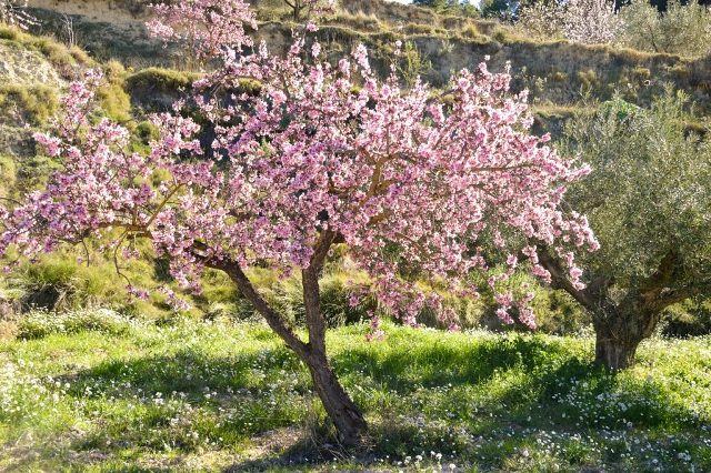 mandorlo-fiorito-biodiversita