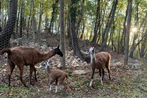 Lama-Gaiole-Chianti