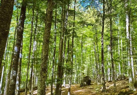 Monte-Amiata-bosco