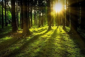 Foreste, boschi, alberi, Università di Firenze- Toscana ambiente.