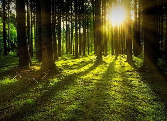 Foreste, boschi, alberi, Università di Firenze- Toscana ambiente.