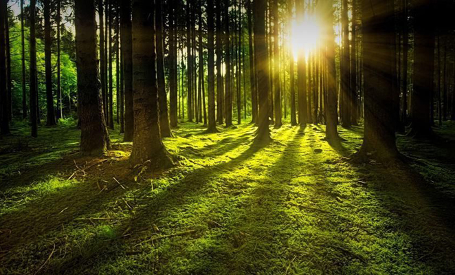 Foreste, boschi, alberi, Università di Firenze- Toscana ambiente.