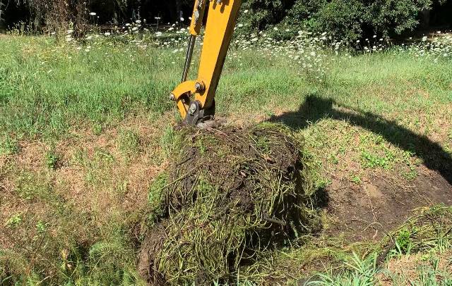 Intervento di eradicazione del millefoglio americano in Toscana