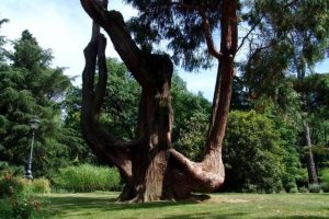 Bobolino albero degli sposi