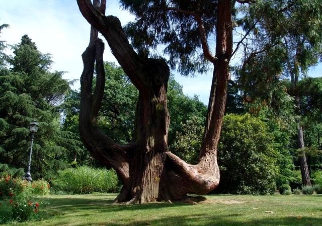 Bobolino albero degli sposi