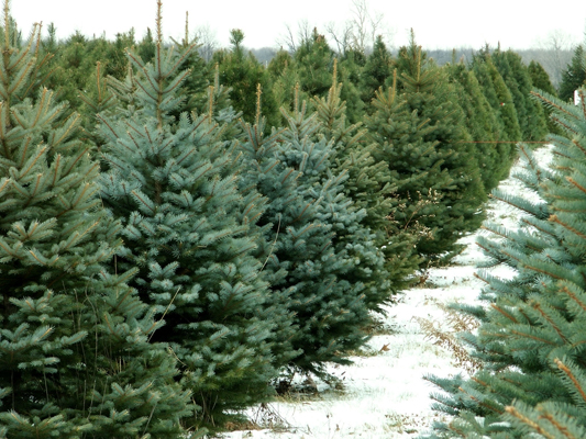 Albero di Natale, Toscana ambiente