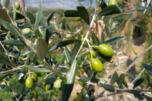 Biodistretto di Calenzano, Toscana ambiente, olivo e olivicoltura, bio e biologico.