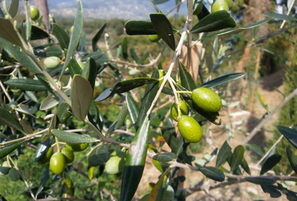 Biodistretto di Calenzano, Toscana ambiente, olivo e olivicoltura, bio e biologico.