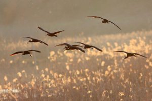 Fauna Padule di Fucecchio, Mignattaio, Toscana ambiente.