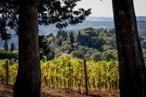 tenuta-Montepaldi-Chianti