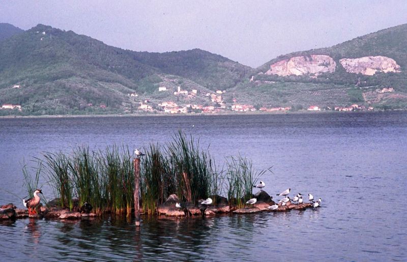 lago-Massaciuccoli-atrofizzazione