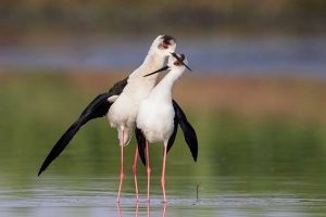 Amore e corteggiamento all'oasi wwf di orbetello. Toscana ambiente.