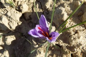 zafferano-fiore-Fucecchio